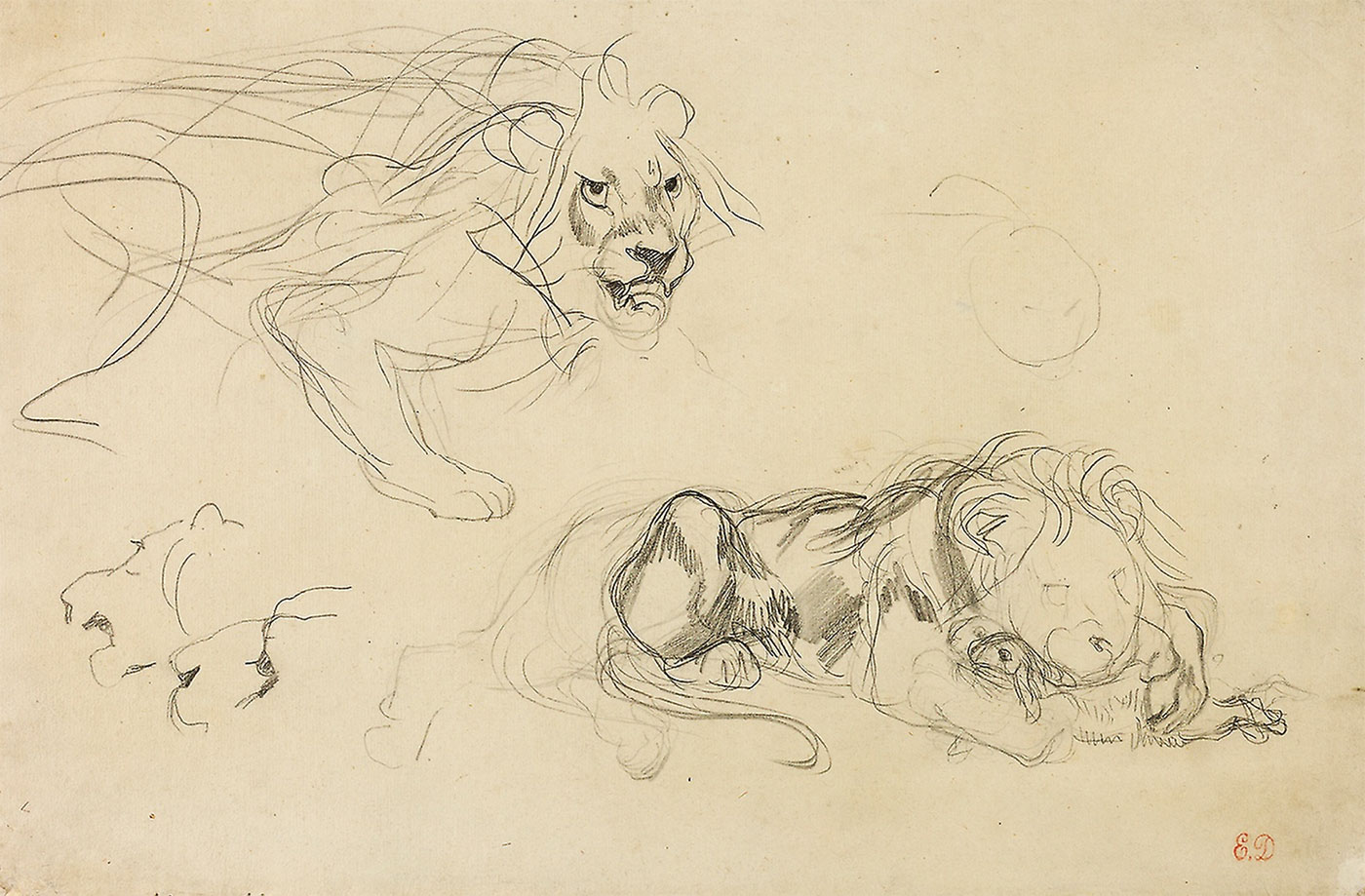 Study of lions